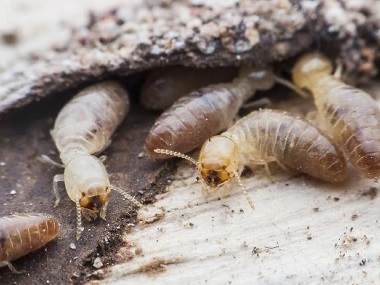从化预防白蚁机构有什么方法彻底消灭白蚂蚁