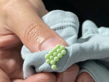 花都控制虫害机构驱除床上臭虫的有效方法