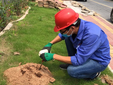 越秀验收红火蚁中心怎么红火蚁与普通蚂蚁